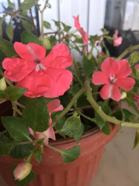  - Ianuarie -Februarie 2017