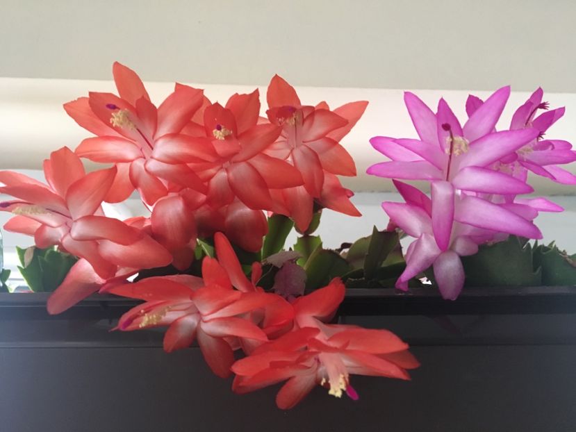  - Ianuarie -Februarie 2017