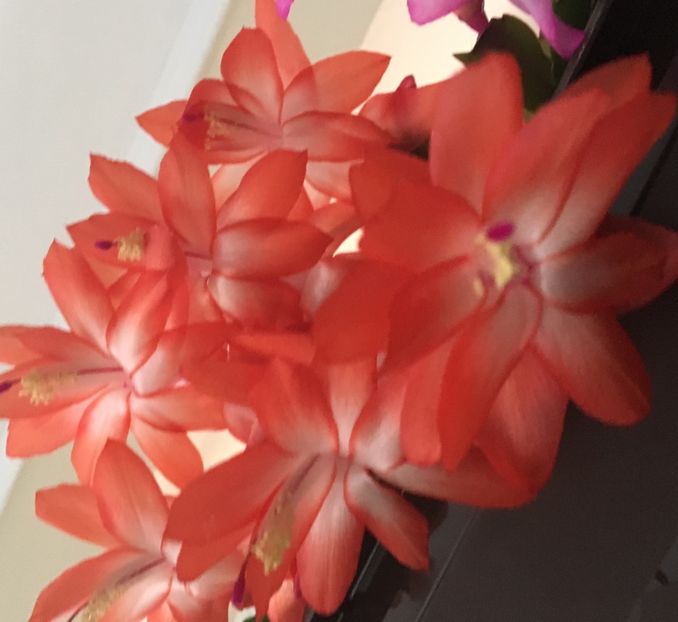  - Ianuarie -Februarie 2017