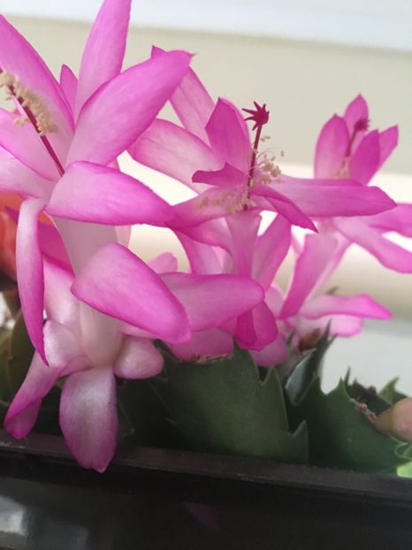  - Ianuarie -Februarie 2017