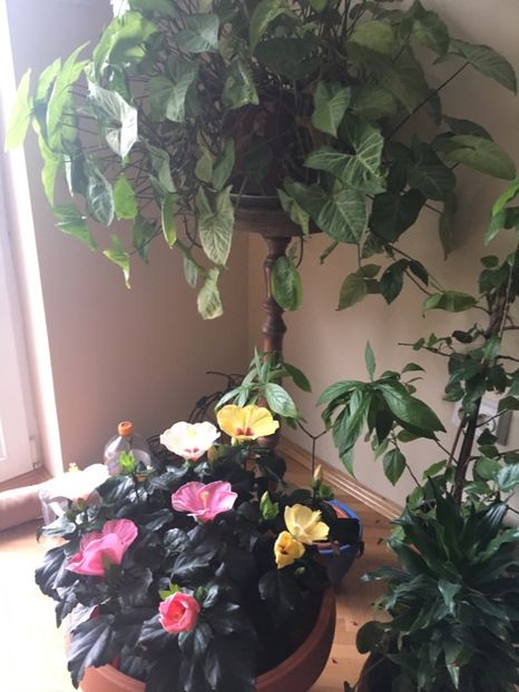  - Ianuarie -Februarie 2017