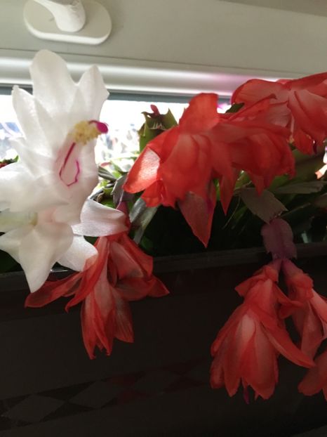  - Ianuarie -Februarie 2017