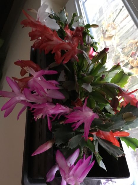  - Ianuarie -Februarie 2017