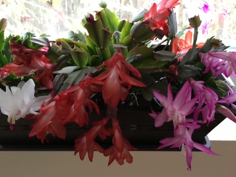  - Ianuarie -Februarie 2017