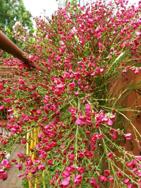 Cytisus  Hollandica - DORINTE  - PLANTE SI ARBUSTI 2017