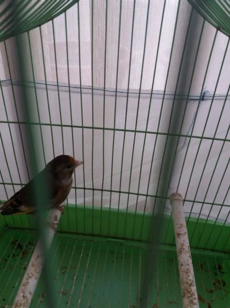  - bastard sticlete 2016