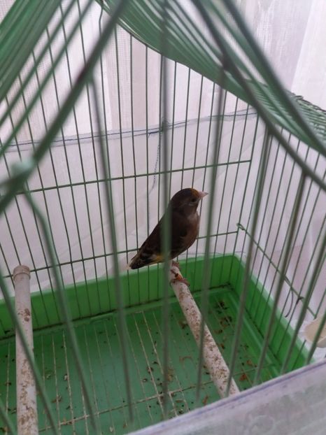  - bastard sticlete 2016