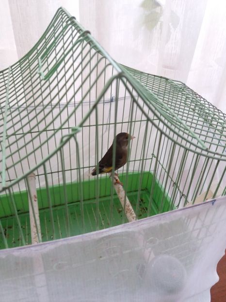  - bastard sticlete 2016