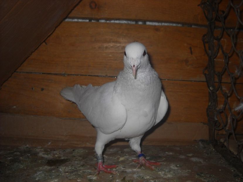 M.2015-20 ron. - PORUMBEI VANDUTI