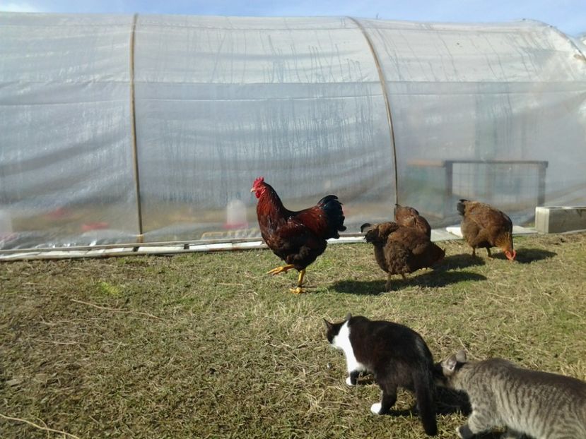  - 4b1 Plymouth potarnichiu 2017