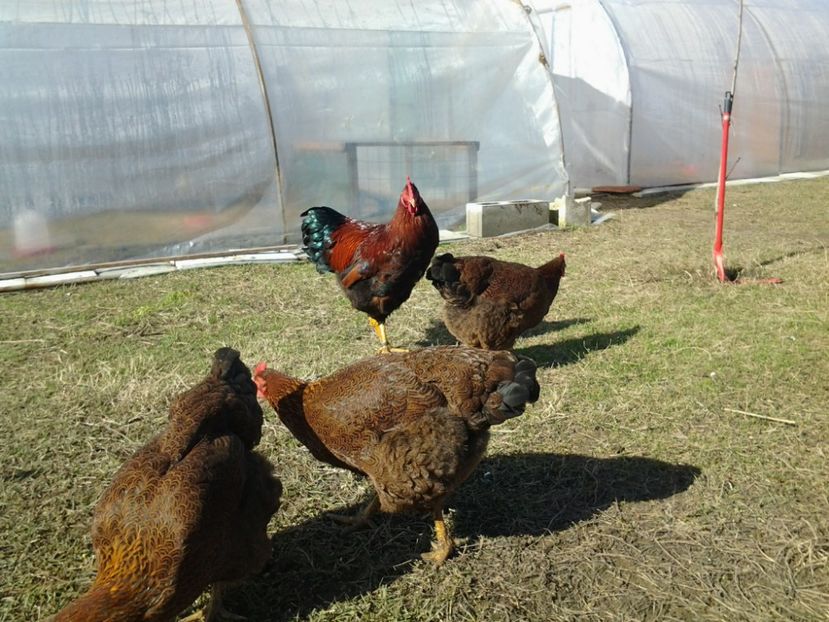  - 4b1 Plymouth potarnichiu 2017