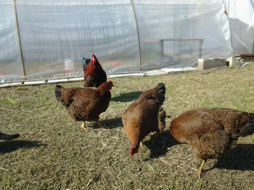  - 4b1 Plymouth potarnichiu 2017