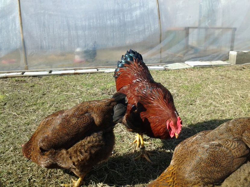  - 4b1 Plymouth potarnichiu 2017