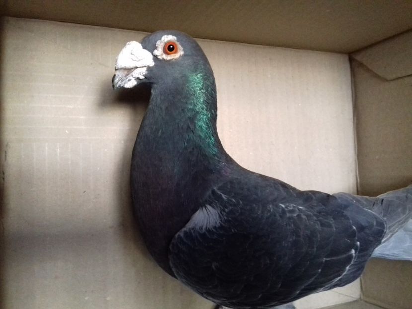  - VOIAJORI MASCULI Stil Vechi si frumusete 2017-2018