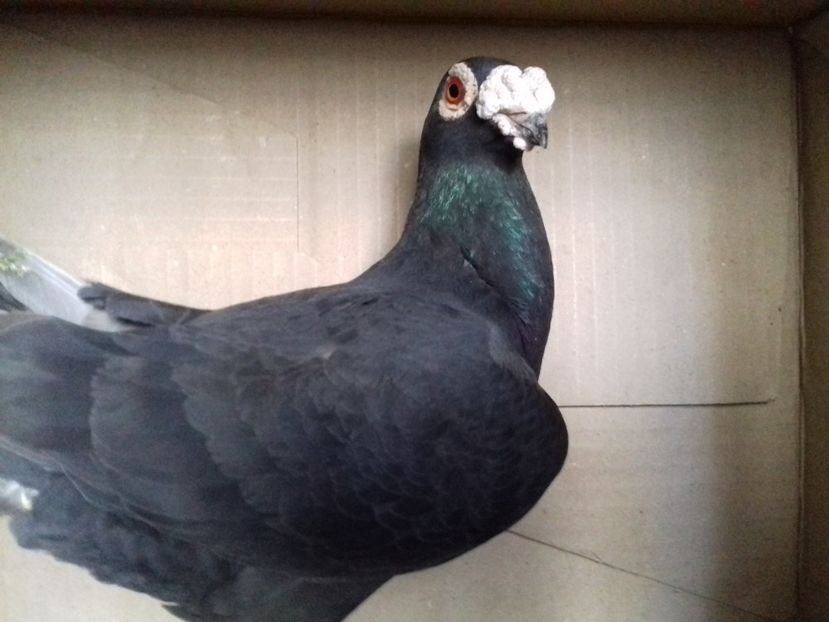  - VOIAJORI FEMELE Stil Vechi si frumusete 2017