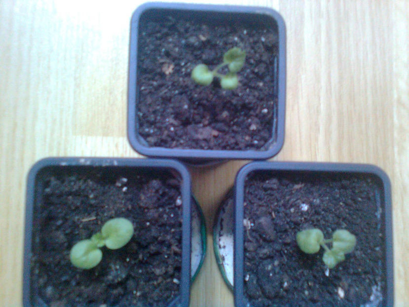 repicate pe 1 Martie - MUSCATE -2017 - 2018