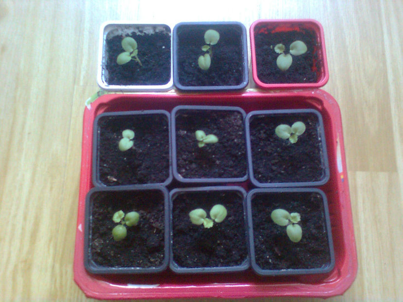 repicate pe 1 Martie - MUSCATE -2017 - 2018