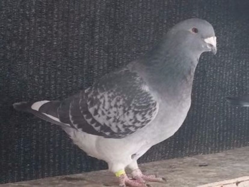 Femela 2016 - noile achizitii