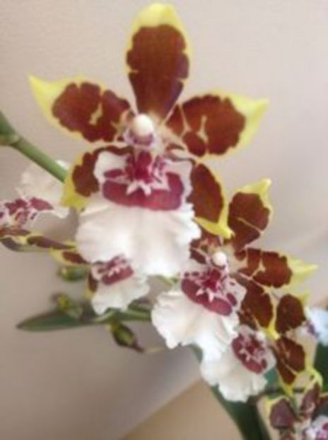 Colmanara Jungle Monarch - cambria