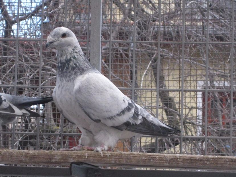  - VOIAJORI STANDARD VINDUTI