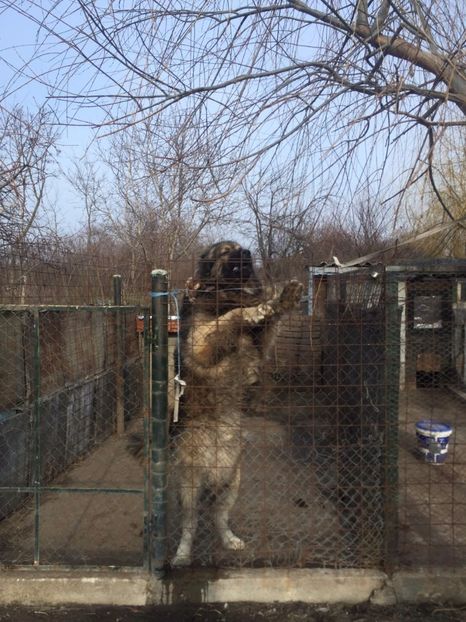  - Ciobanesc caucazian