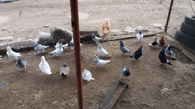  - Porumbei 2017