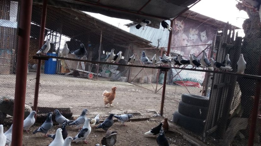  - Porumbei 2017