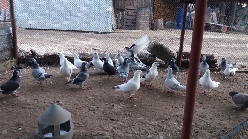  - Porumbei 2017
