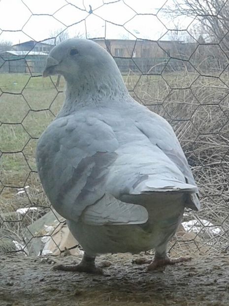 20170221_135952-1 - Argintii standard