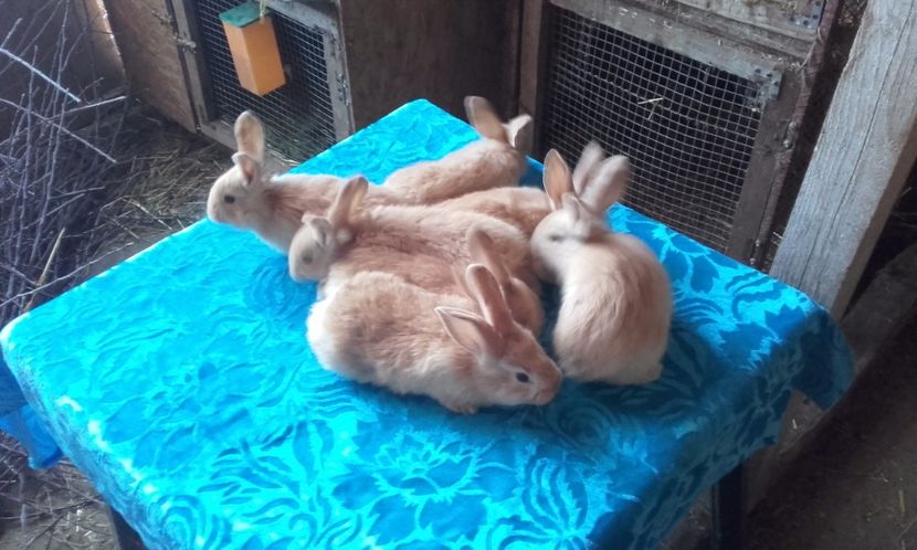  - Cuib cu 7 pui din 01 02 2017