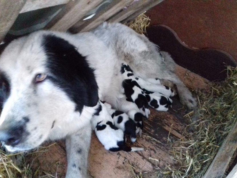 si sintem - C Paza casei  Lola