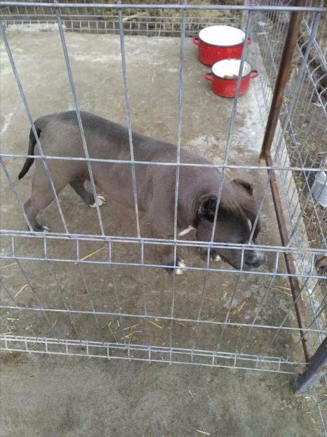 received_419213821753991 - American bully