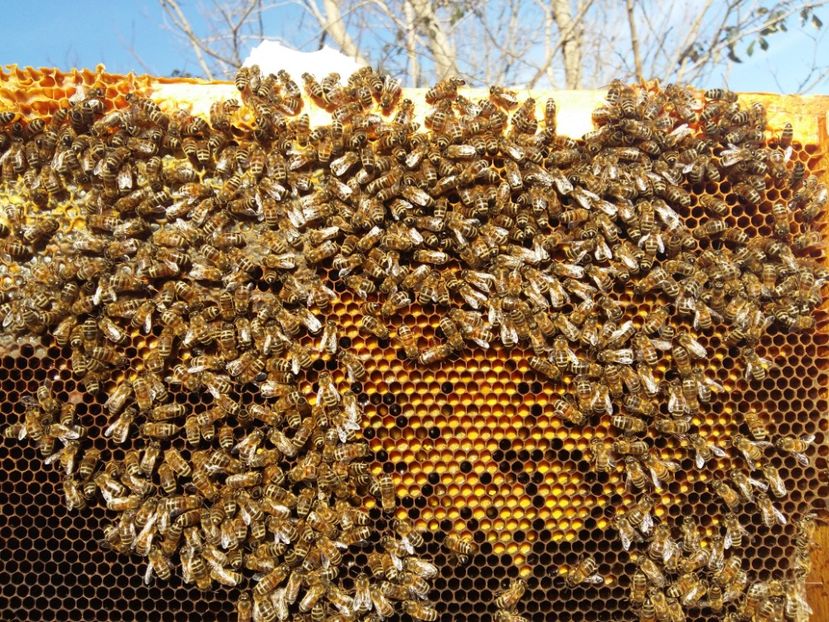 Polen 2 Martie.2017 - 03 Albinutele mele