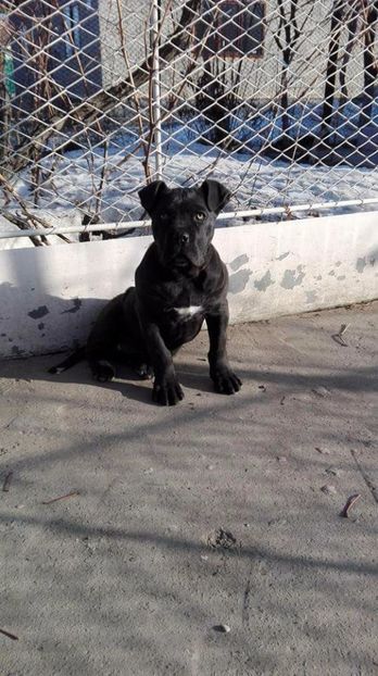  - cane corso