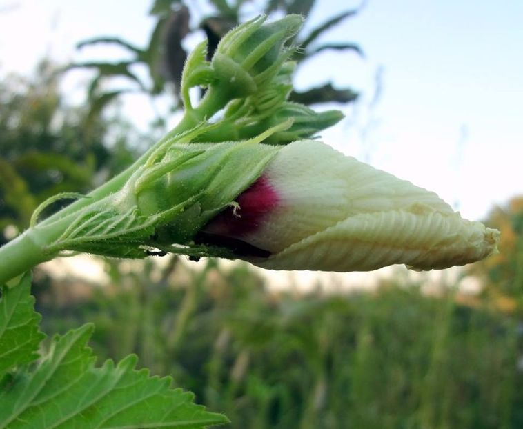 Okra inflorita - Bame - Okra