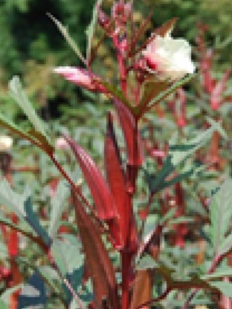 Planta de OKRA sau Bame rosii 20 seminte-3 RON - Bame - Okra