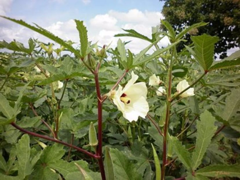 Planta de Okra sau bame verzi 20 seminte - 3 Ron - Bame - Okra