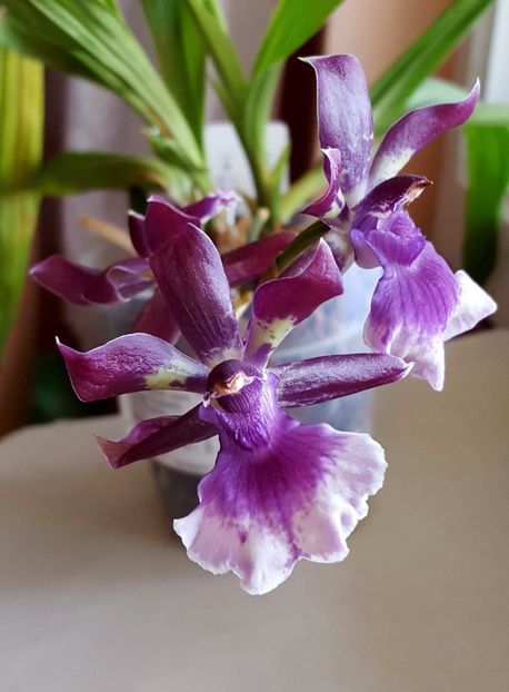  - Zygopetalum