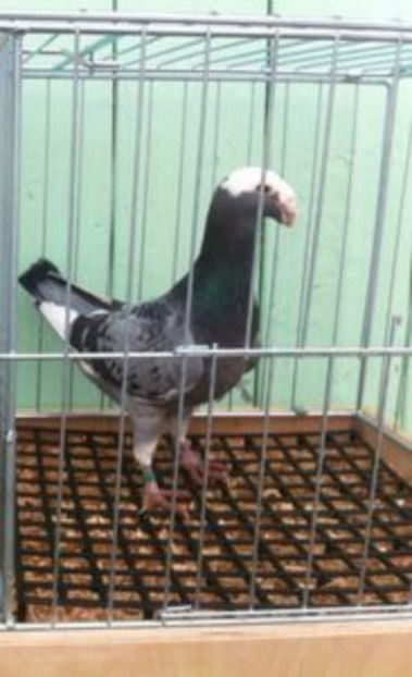 F 2013 - ACHIZITII 2017