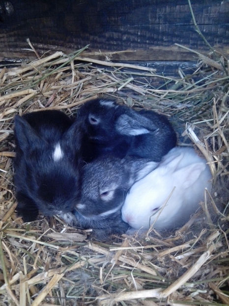 2 saptamani - Gospodarie