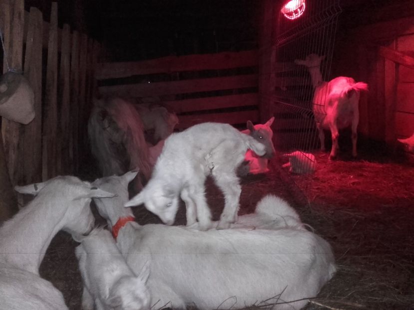 ne jucam cu mami.....sau matusa - Fatari 2017