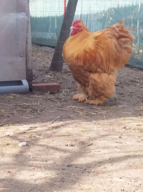 received_1915904815309981 - Cochin galben