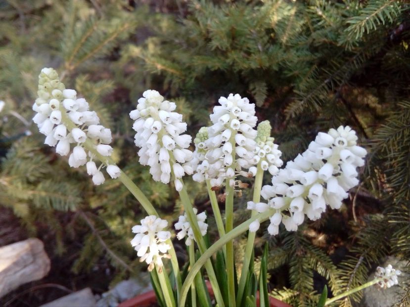 Muscari alb parfumat - plante de primavara