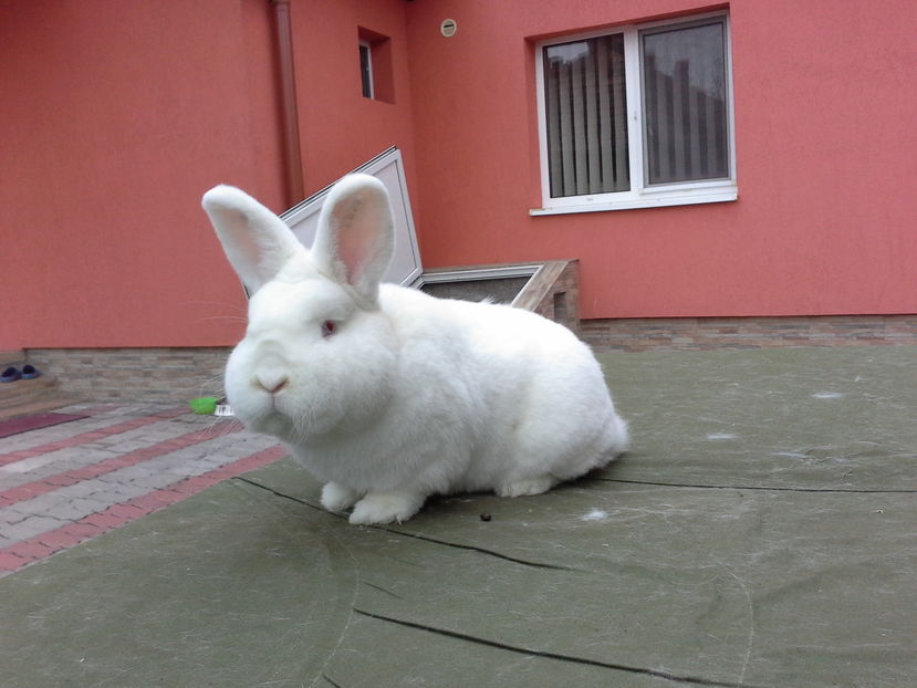  - Mascul Neo 2