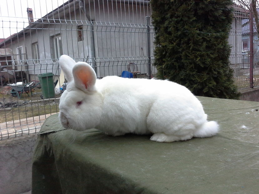  - Mascul Neo 2