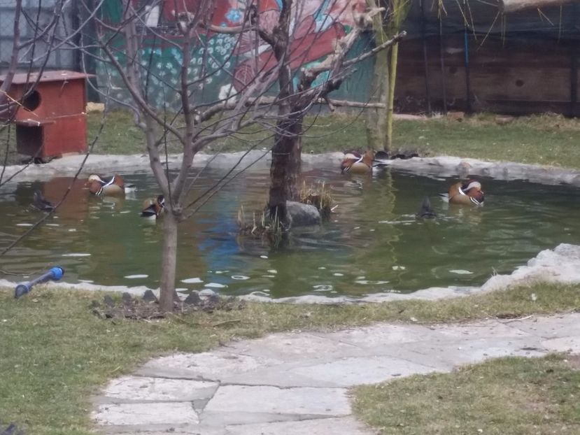  - rate mandarin