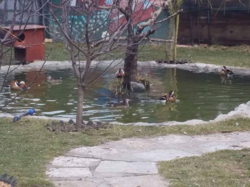  - rate mandarin