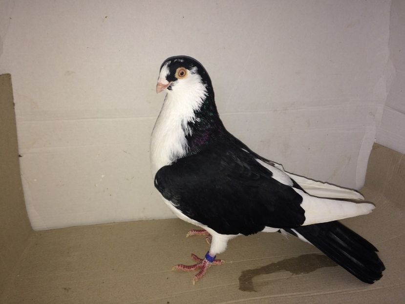 mascul  2015 - Plecați ALBUM 1