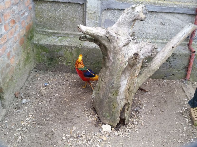  - fazani auriu pe rosu