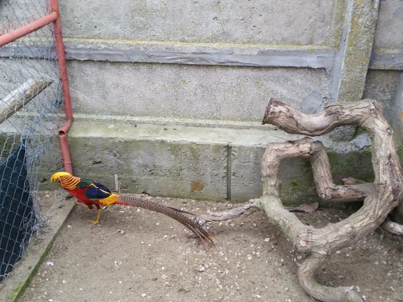  - fazani auriu pe rosu